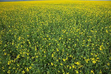 《maboroshi caravan》登陆Steam 放置系沙漠之旅